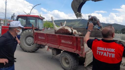  Kızılırmak nehrindeki  telef olan büyükbaş hayvan çıkarıldı 2