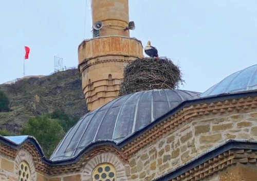 Osmancık'ta yıllardır tarihi camideki  yuvasına  gelen leylek ailesi
