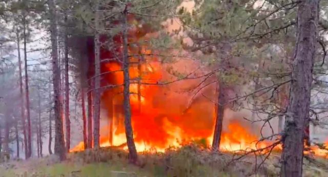 Osmancık'ta Orman yangını 
